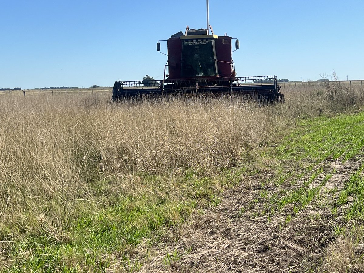 javieretcheverr's tweet photo. Hermosa tarde soleada en Laprida, hoy cosechamos Agropiro ⁦@FedericoMoreyr2⁩ ⁦@esmangrullo⁩ ⁦@hhdospierre⁩ ⁦@agrolarus⁩ ⁦@MCorina1985⁩ ⁦@Nahuedr⁩ https://t.co/cRoye4FHYF