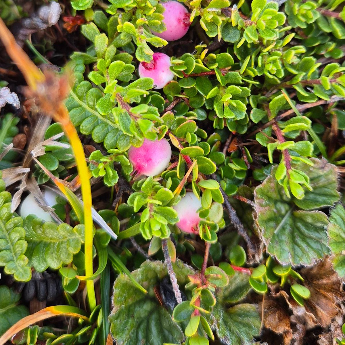 Jody Aldridge tweet media