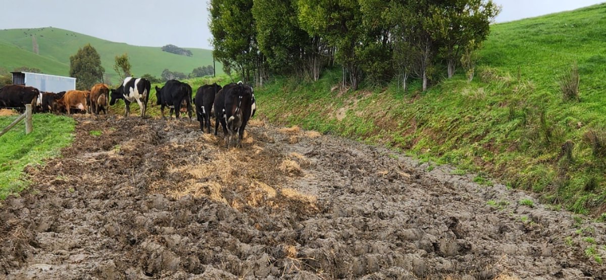 Brian Corr tweet media