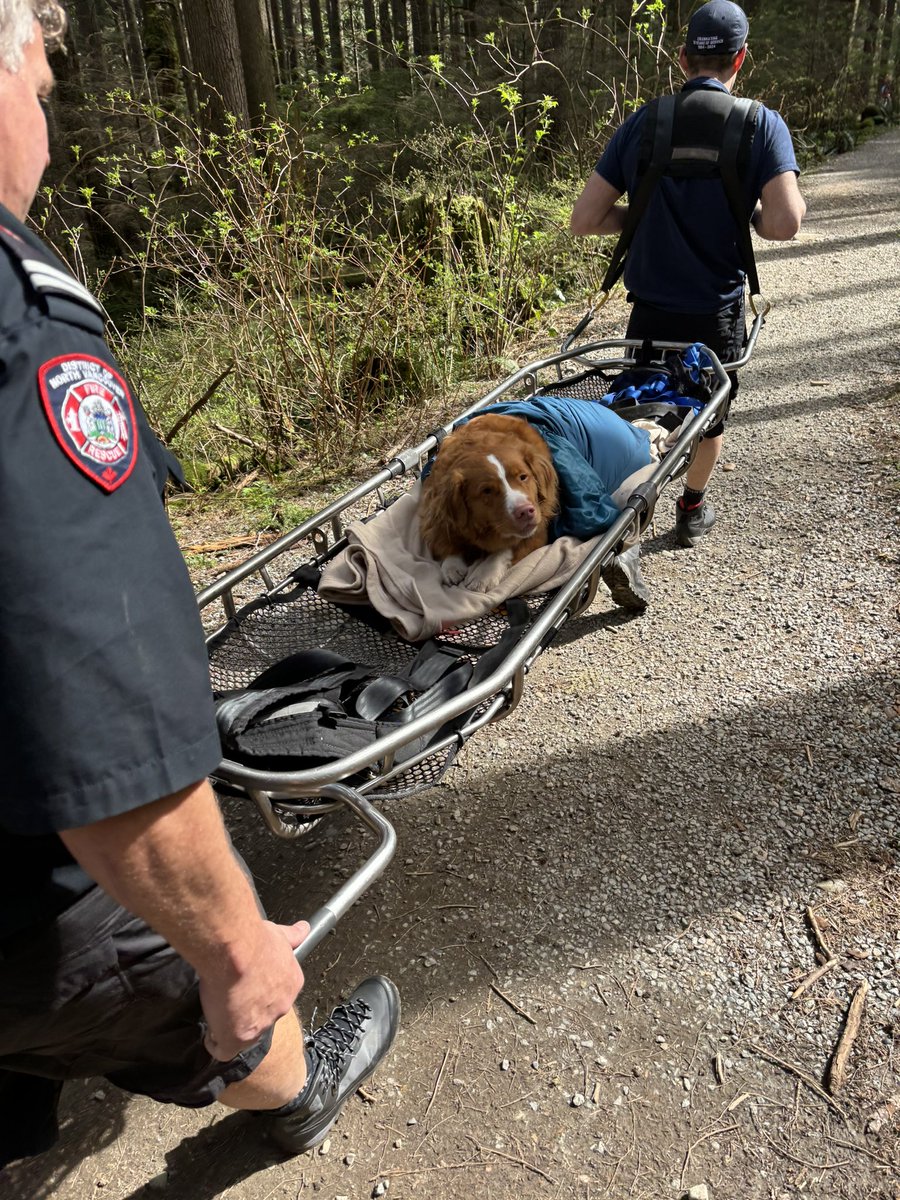 Firefighters are often busy rescuing people in the forest, and rivers of #NorthVan Earlier today, one of the crews mixed things up and helped Kobe off of Big Cedar trail 🐶 Stay safe when enjoying the wilderness of the North Shore! In trouble? Call 911. We are here for you 24/7