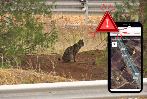 🐯Our first wildlife tracking project is bringing fascinating new insights into Iberian Lynx behavior🐾

Six months ago today, we deployed 15 #LoRaWAN smart sensors with the Portuguese Nature Conservation Institute to track the elusive Iberian Lynx in its natural habitat.