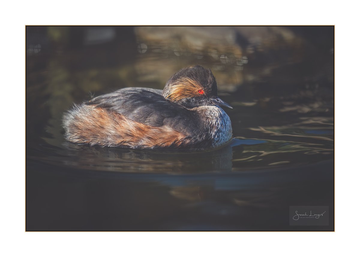 Catching The Red-Eye #Sharemondays2024 #fsprintmonday #WexMondays Just turned 49 so I've challenged myself to photo 50 new subjects by my 50th! I got 2 in 1 weekend at @WWTArundel 😊 This is a #rare #BlackNeckedGrebe, from their #conservation #breedingcolony! #nature #birding
