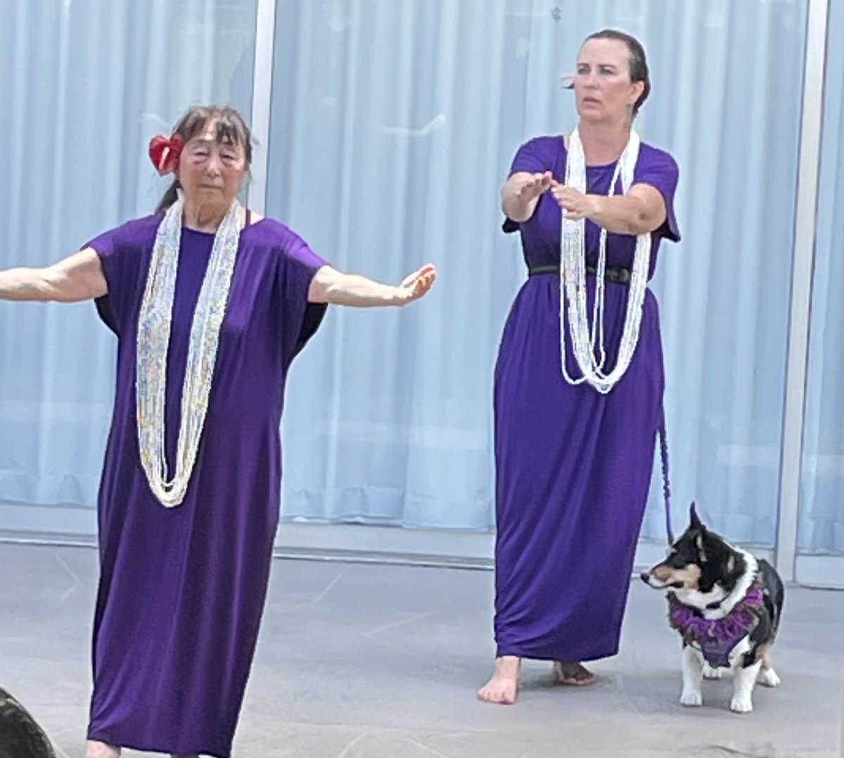 SylvieDahl's tweet photo. #MerrieMonarchWeek dogs love hula too #MerrieMonarch #Hilo #Hawaii #Hula #BeMerrie https://t.co/yXtToSVZXA
