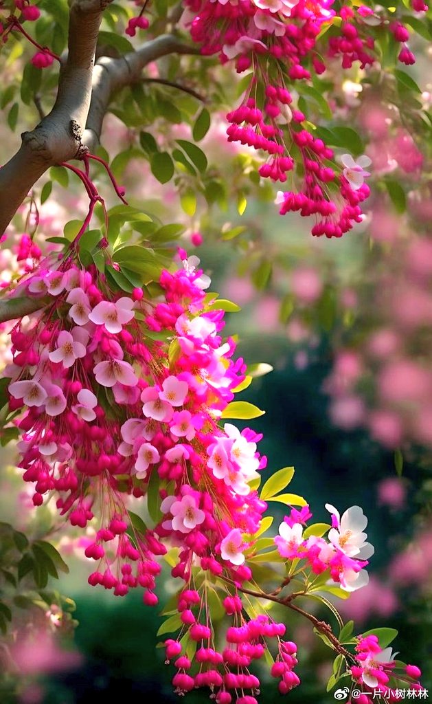 Ayesha Malik tweet media