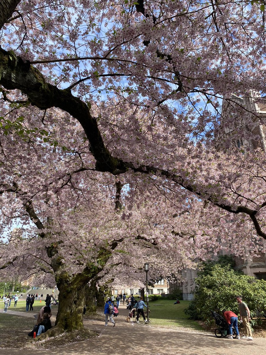 uwcherryblossom tweet picture