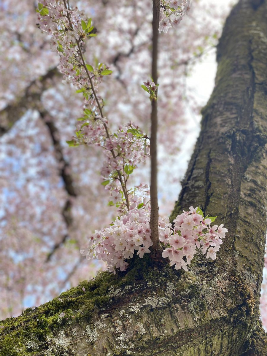 I'm officially past peak bloom! 😮🌸🌱