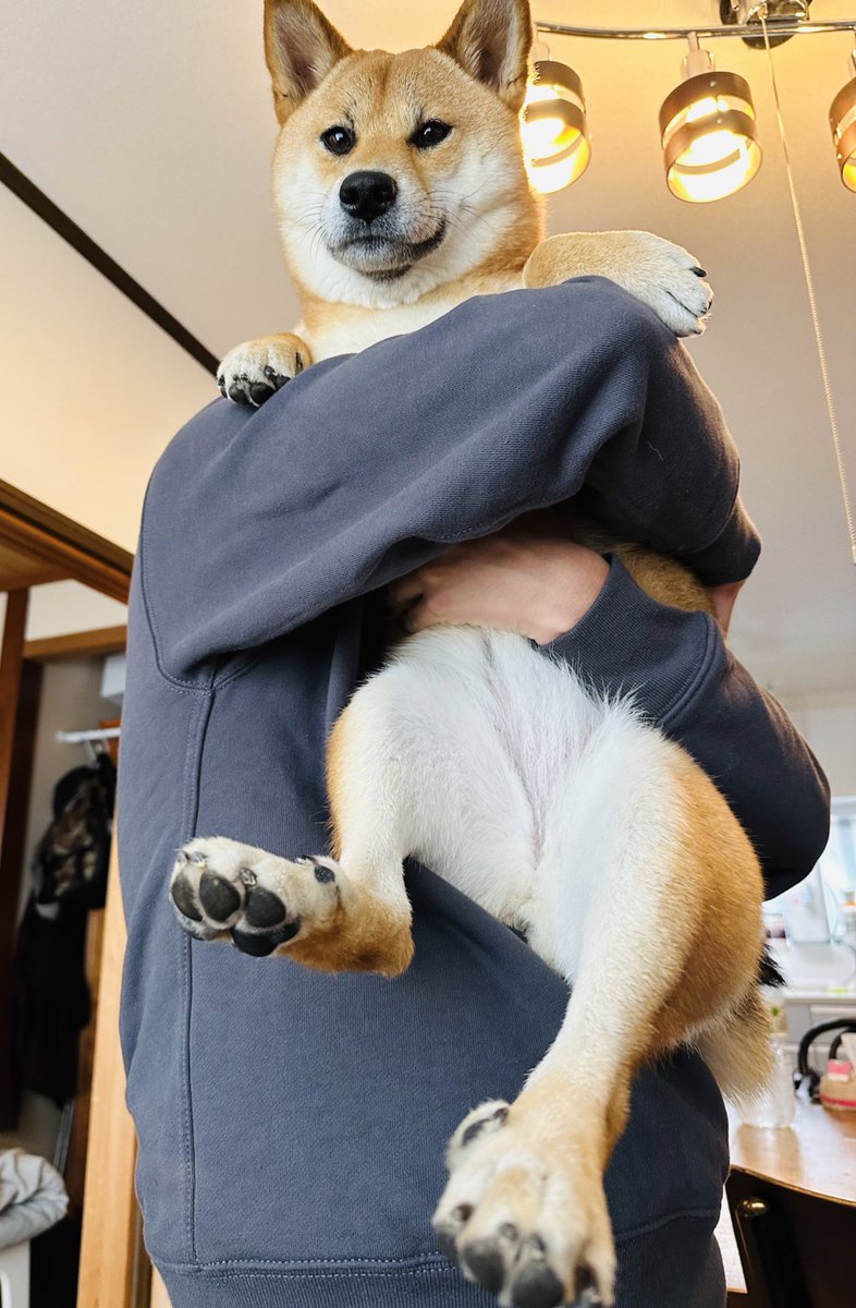 おはよおおお！！！！ 大きいねえ 笑 #犬のいる暮らし #柴犬のいる暮らし #柴犬