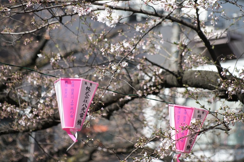 cherry_masaya's tweet photo. untitled ◆ Meguro_river
3.30.2024(SONY α-900,minolta_100-300mmAPO,M/iso100)
#meguroriver #cherryblossom #springcoming
#nakameguro #meguro #tokyo #japan
#写真好きな人と繋がりたい
#旅行好きな人と繋がりたい
#中目黒 #目黒川 #桜まだ #🌸
#お花見
ちらほらと咲いています。 https://t.co/LZFfo9tW3j