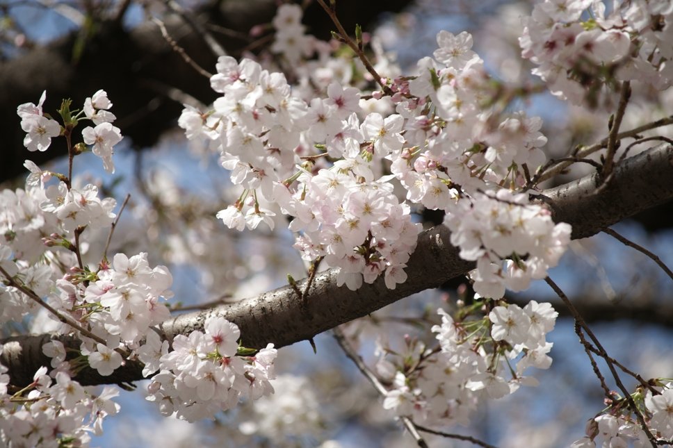 cherry_masaya's tweet photo. untitled ◆ Cherryblossom
3.30.2024(SONY α-900,minolta_100-300mmAPO,M/iso100)
#cherryblossom #🌸🌸🌸 #springcoming
#hiroo
#写真好きな人と繋がりたい
#桜満開 #広尾一丁目
#臨川小学校 #桜の穴場 #日本景點推薦
恵比寿~広尾 明治通り
小学校側の歩道は見頃かな今日あたり。 https://t.co/MmXCRhD8ZK