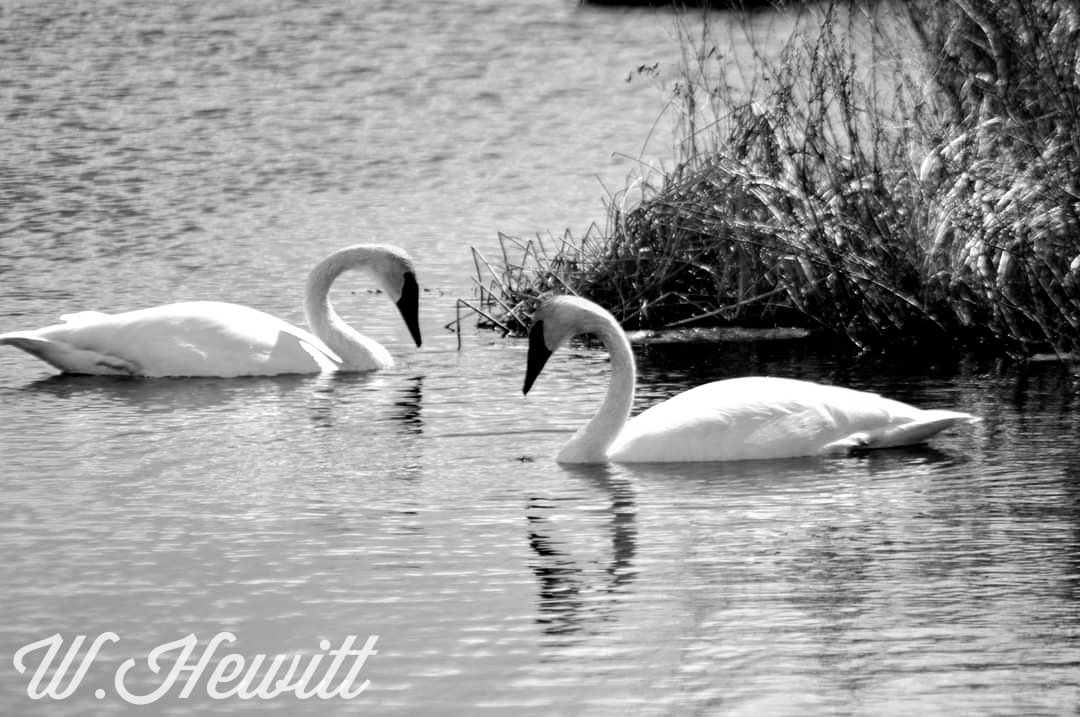 Wendy Hewitt tweet media