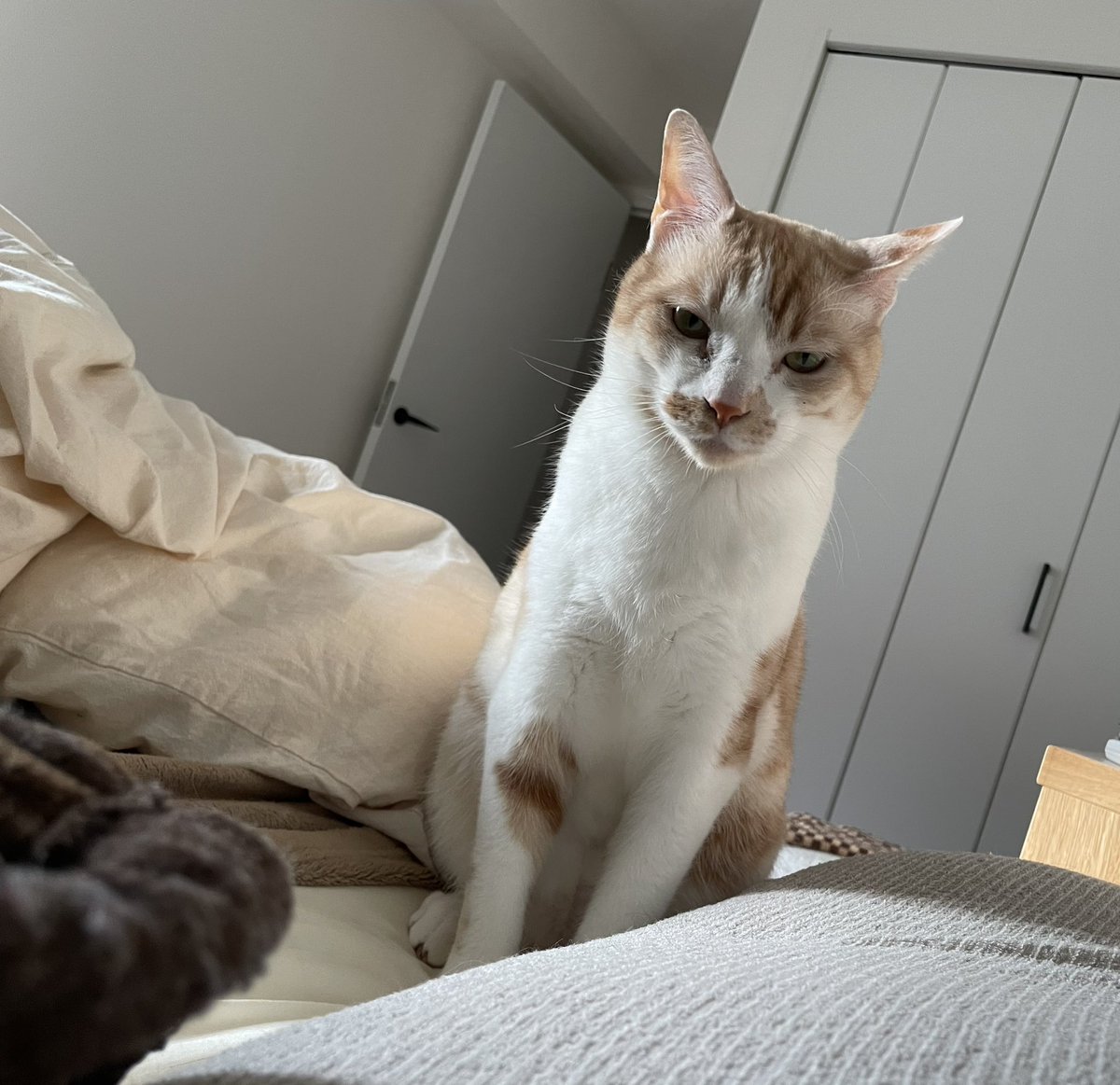 moromi0309's tweet photo. はよ、ご飯くれ‼️

#保護猫
#猫のいる暮らし
#猫好きさんと繋がりたい https://t.co/LC30ZUeLzC