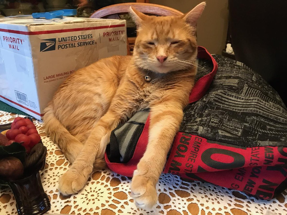 Today's Furbaby is Butter. In all my years of taking in rescues, I have NEVER had a cat like him. He always begs for affection from all the other animals. He'll flop down next to them &amp; wait for them to cuddle or lick him. He has a heart of gold &amp; we are blessed to have him.