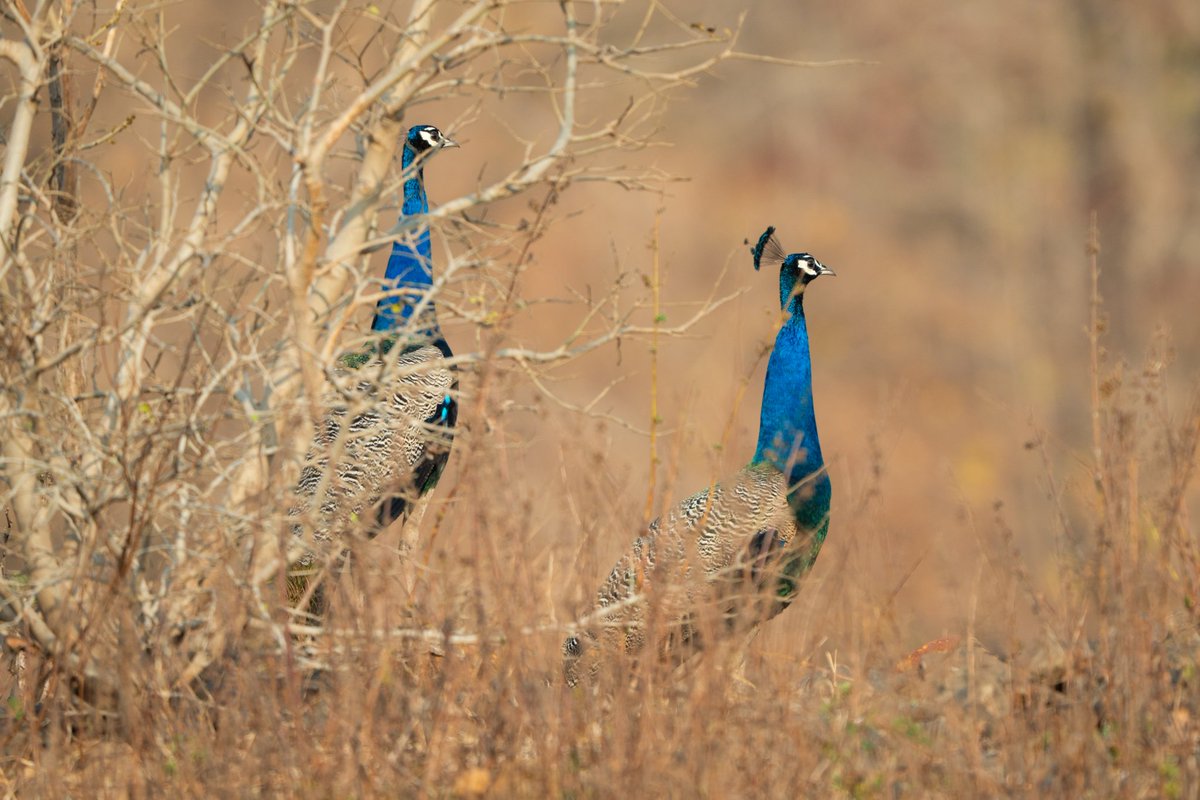 Indian Peafowl..a pair on the outskirts of Indore ! 🦚📸 #photography #birdphotography #IndiAves #SonyAlpha #SonyA7iv #Indore