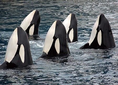 We are now called GuardWhale 🐳🐳🐳🐳🐳

This post brought to you by April Fools Day. 

If you’re not a fool, go listen to our musics 💖

#dietpunk