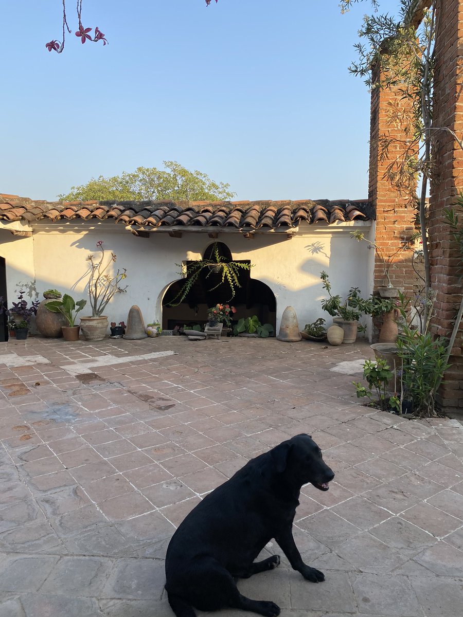nolirome's tweet photo. Igual y nomás quiero vivir en una casa de 1700 en Tehuantepec y comer ciruelas frescas. https://t.co/AnTGdTeT1r