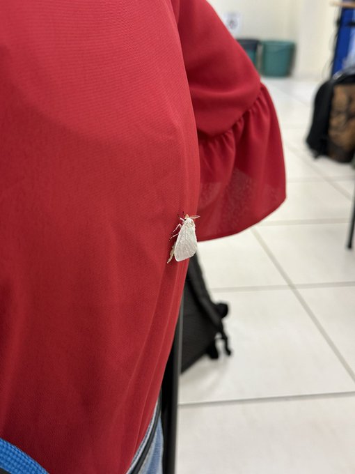 Algum Lepidopterologista p me ajudar&hellip; essa bicha pousou em mim, e ficou&hellip; quando fui ver ela botou uns