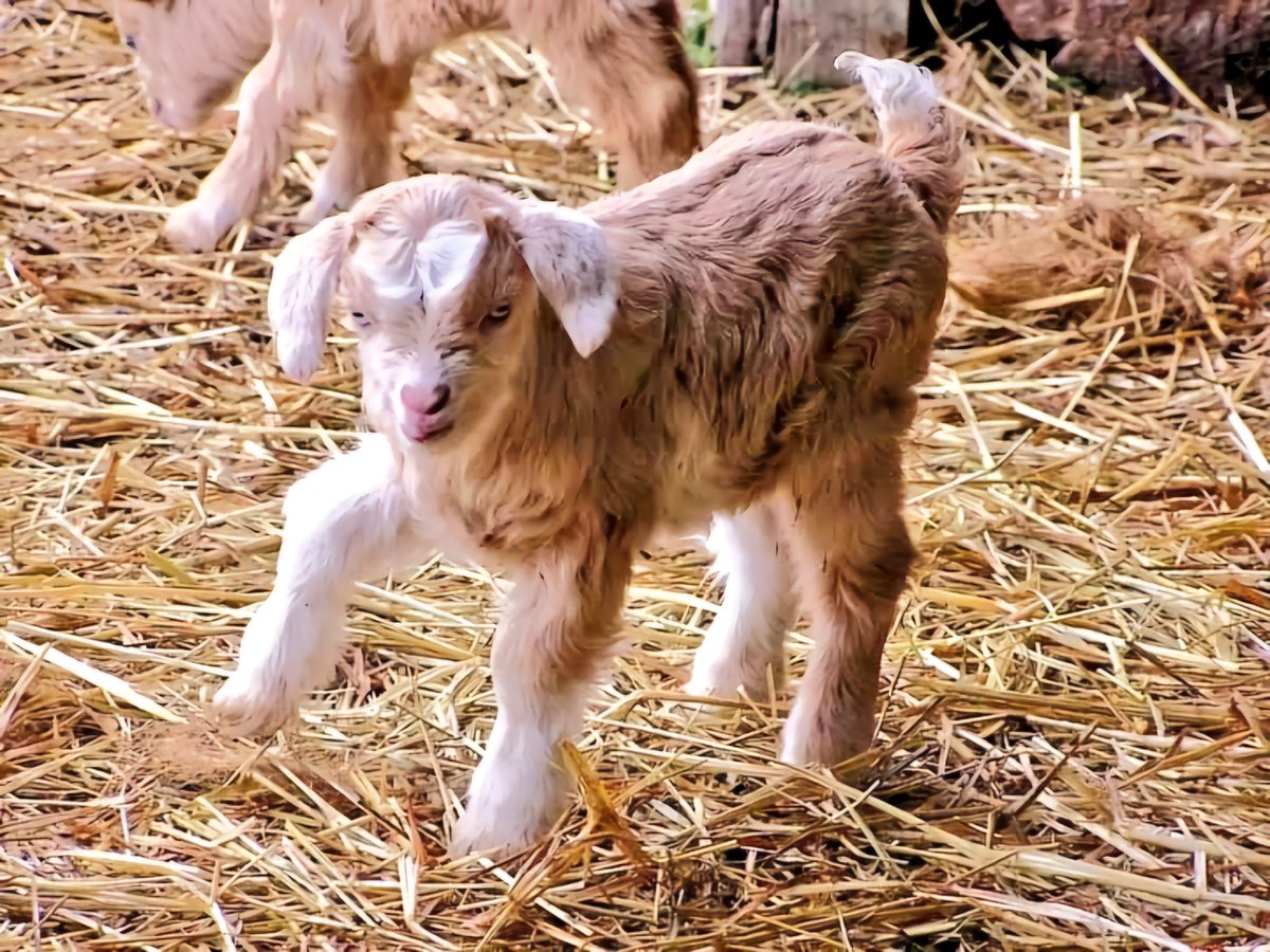 annielynnshea's tweet photo. Day 1: April Fools

"Friends, I has a confession. All this time that I've been playing the Photo Challenges, I has been a baby goat. I'm sorry to have deceived you. I still loves you all!" 🐐

#PostAFavPic4VioletApr24
#GoatsofTwitter
#GoatsofX
#DogsofTwitter
#DogsofX https://t.co/uNdBhvzm6J