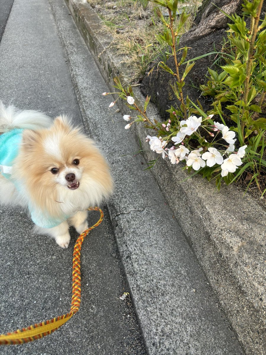さくら咲いてるね🌸