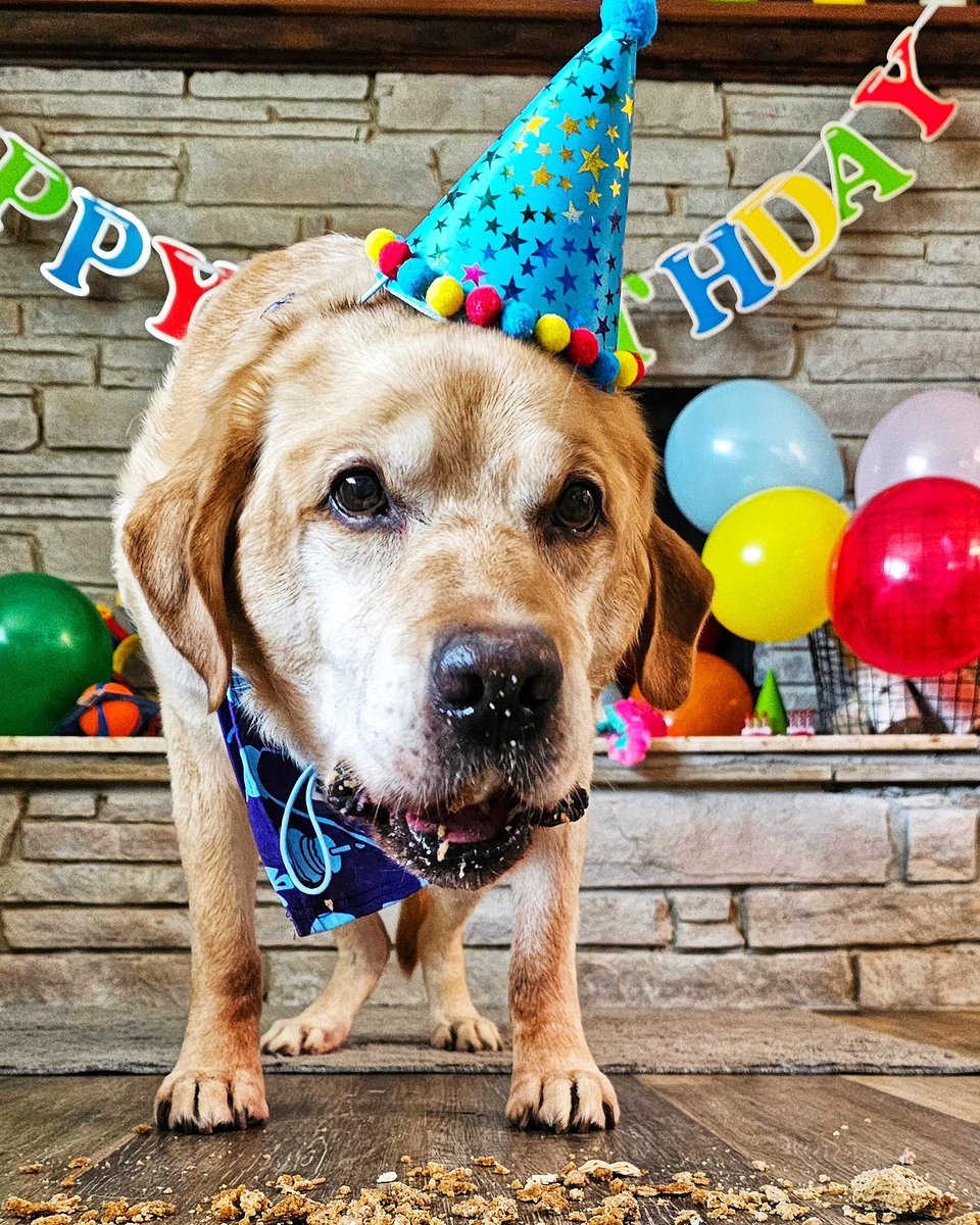 K9s of Valor tweet media