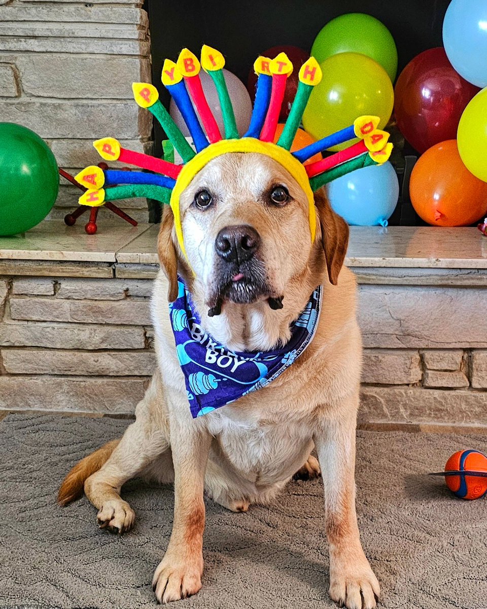 K9s of Valor tweet media