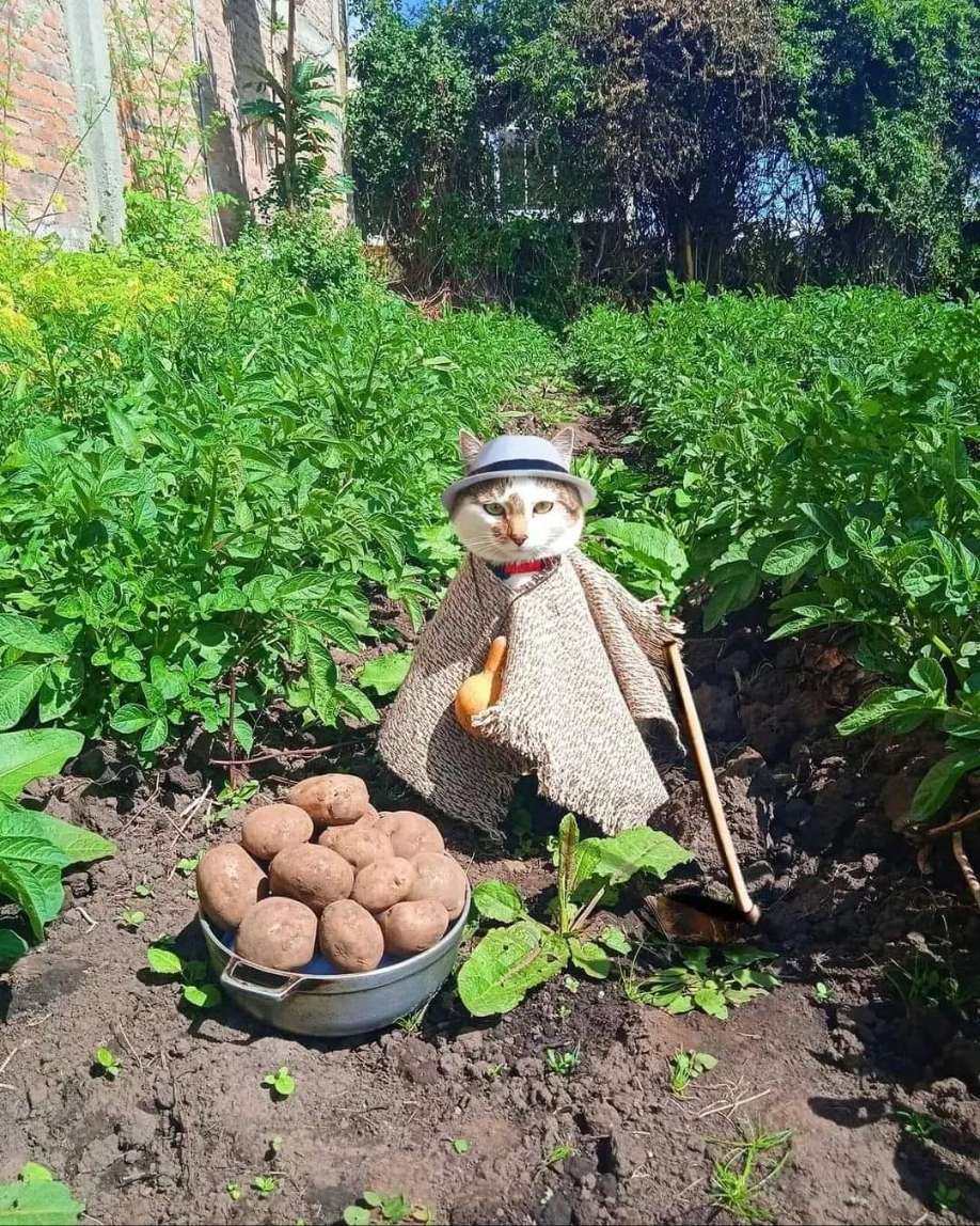 xev_dev's tweet image. 