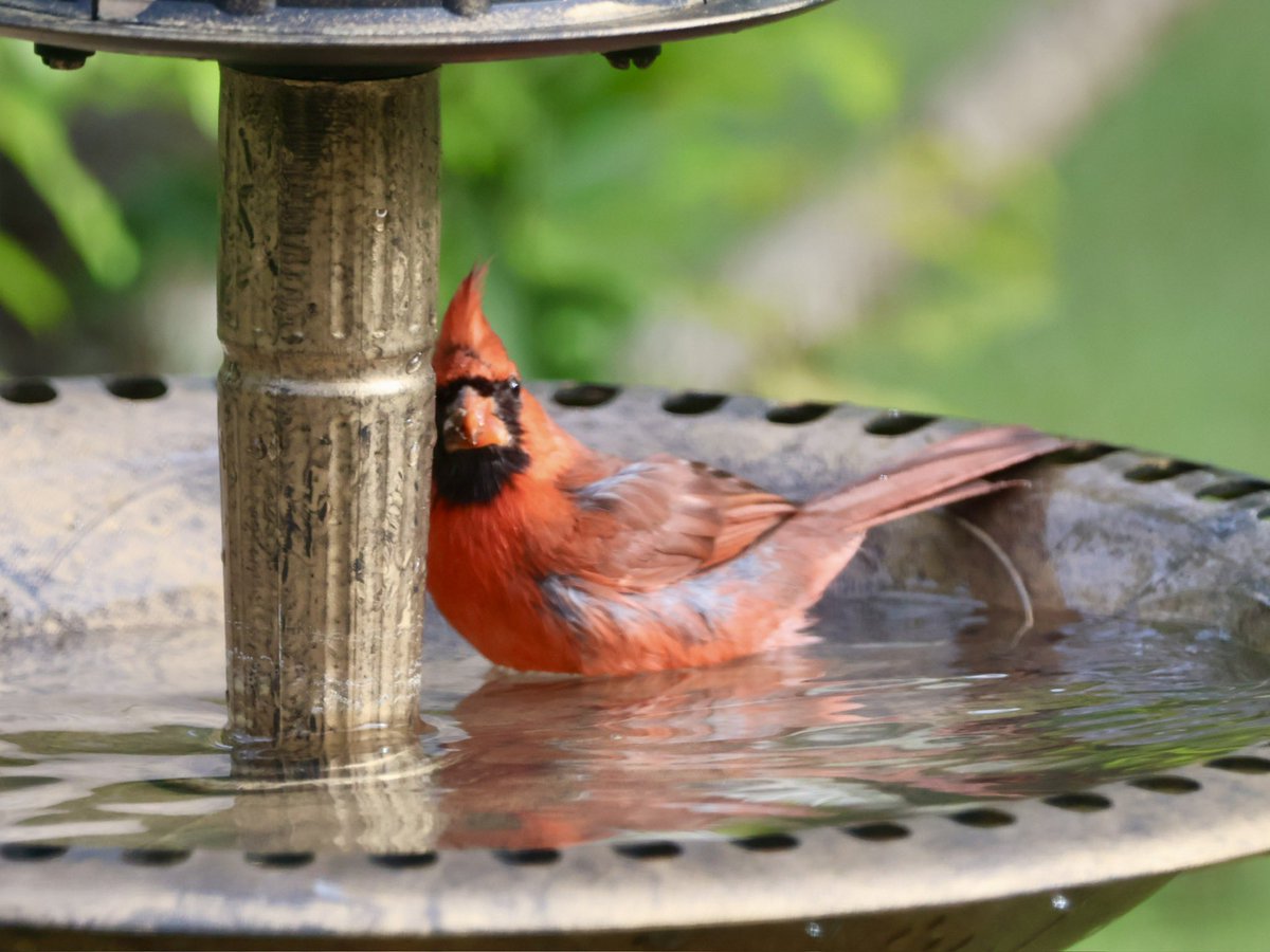 Bath time for this cardinal #cardinal