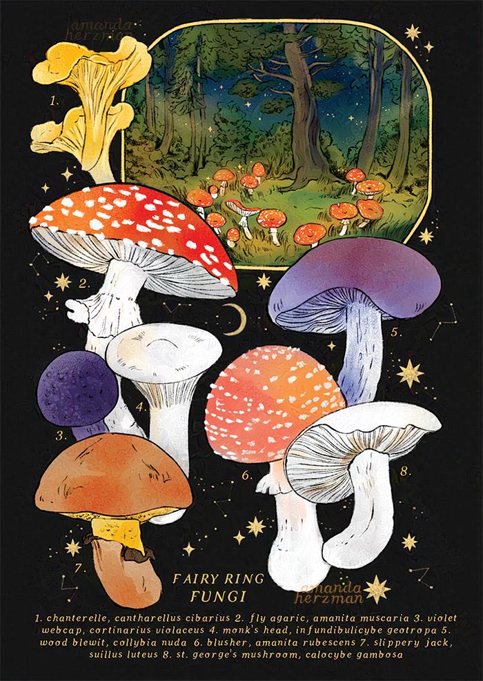 the fairy ring fungi 🍄⭐