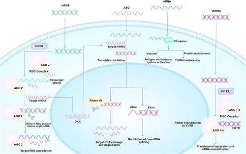 REVISIÓN
Bakrania A et al. #nanomedicina de ARN en enfermedades hepáticas
#LiverTwitter
tinyurl.com/mtnys8p7