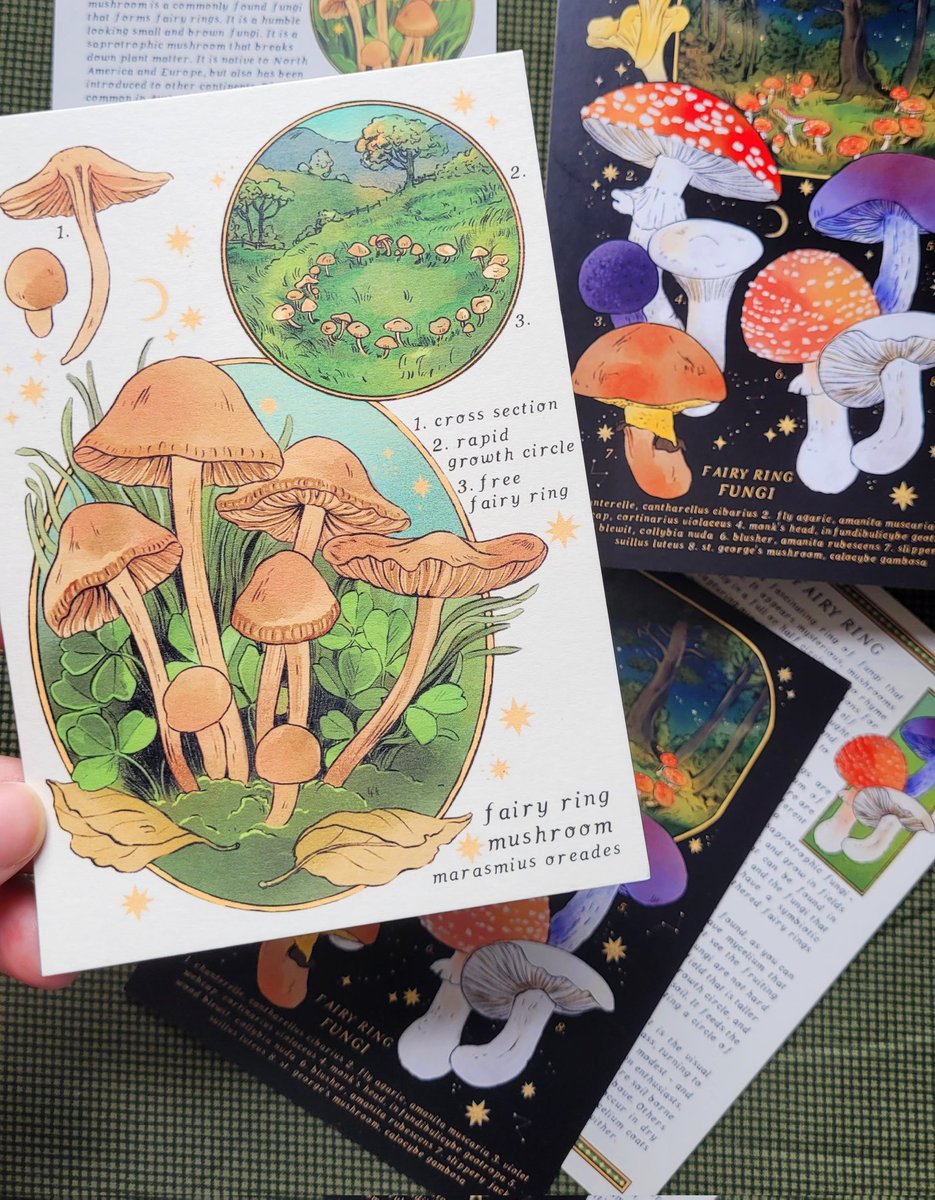 this month's herbologist reward is the fairy ring fungi! I researched all about the science and myth behind the fairy ring, as well as the fairy ring mushroom, marasmius oreades ⭐🍄
