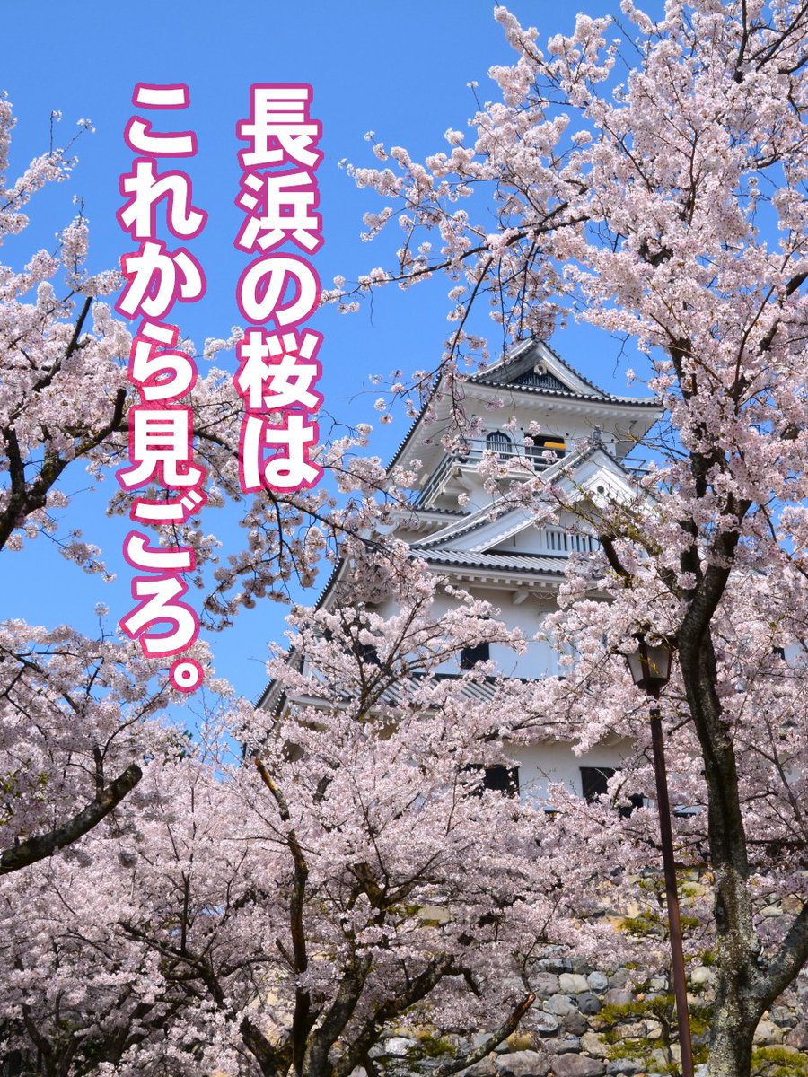 桜の季節がやってまいりました！🌸🎉 今週末から、長浜の桜が見ごろを迎える予定です。美しい桜の木々と、歴史ある城を背景にした「桜+城」のコスプレ撮影はいかがでしょうか？🏯📸
皆さまの素敵なコスプレで、春の一日を更に特別なものにしませんか？🌈#スタジオ縁
