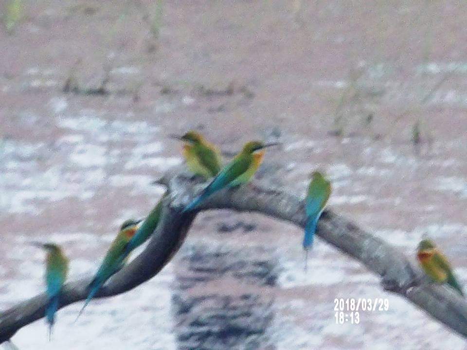#birds #DudhwaNationalPark