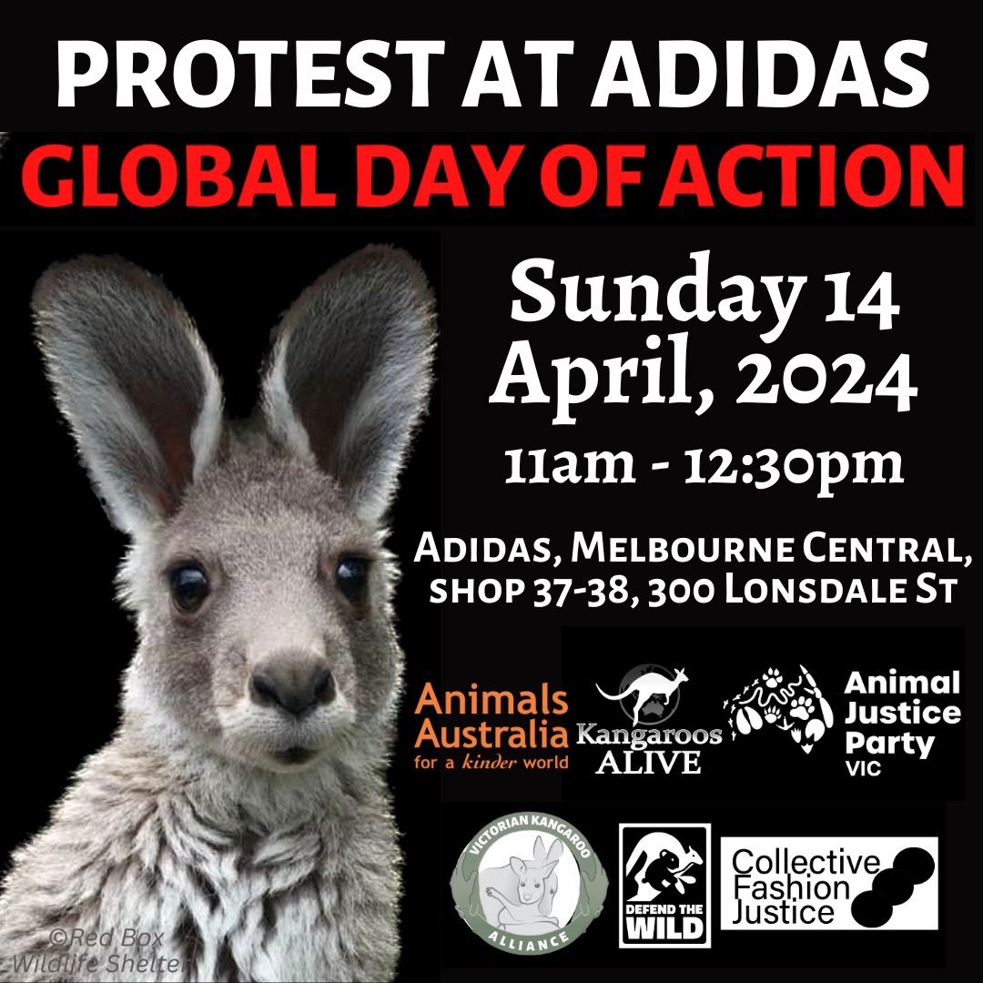 ✊ GLOBAL DAY OF PROTEST AGAINST ADIDAS #sportswear brands are ditching cruel #kangaroo leather, we are keeping the pressure on #adidas to do the same!  We won’t stop until @adidas stops using #kleather.  facebook.com/share/fHLbvZsU…… 
#wildlifenotprofit #endwildlifetrade #coexist