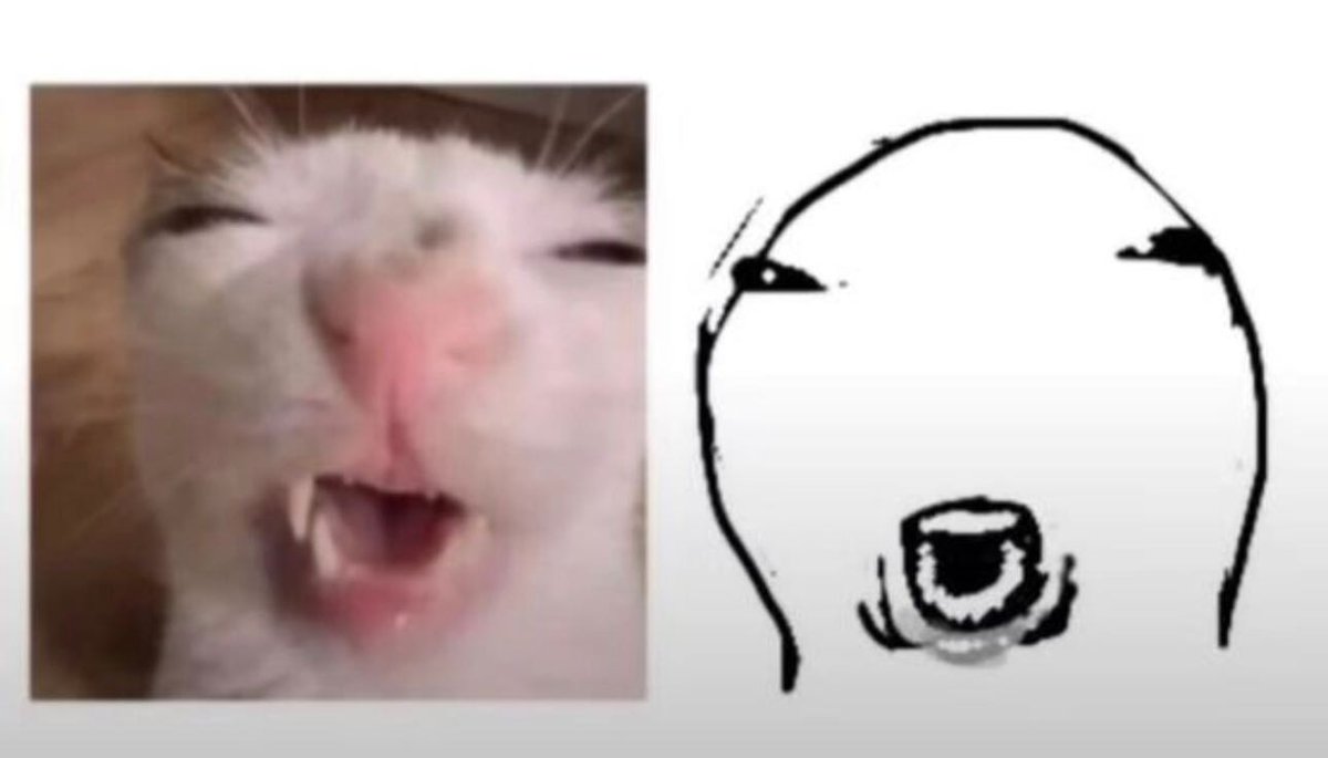 Punch Cat tweet media