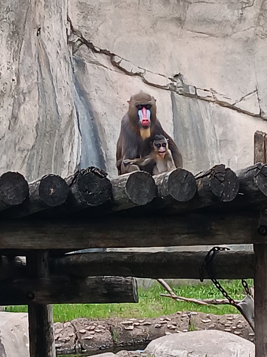 Ruby & her mommy, Scarlett... @FortWorthZoo