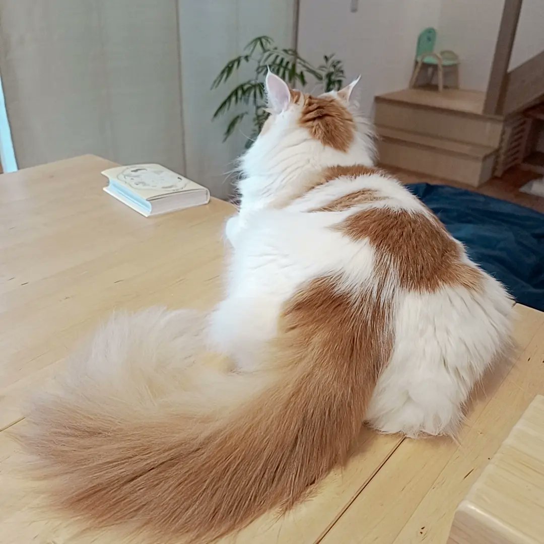 mainecoon_sette's tweet photo. おはようございます🌞
にゃに見てんだよ💥
おちりセクシーセテさん🤍
#メインクーン #メインクーン男の子 #長毛猫 #猫 #猫のいる暮らし #今日の猫 #朝 #おはようございます #振り向く猫 #机の上の猫 #maincoon #maincoonlovers #maincoonboy #cat #todayscat #goodmorning #catonthetable https://t.co/Ui3E3xZPZx