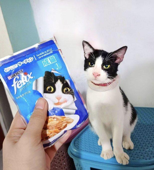 DontShowYourCat's tweet photo. he's him https://t.co/4DCqzljo7L