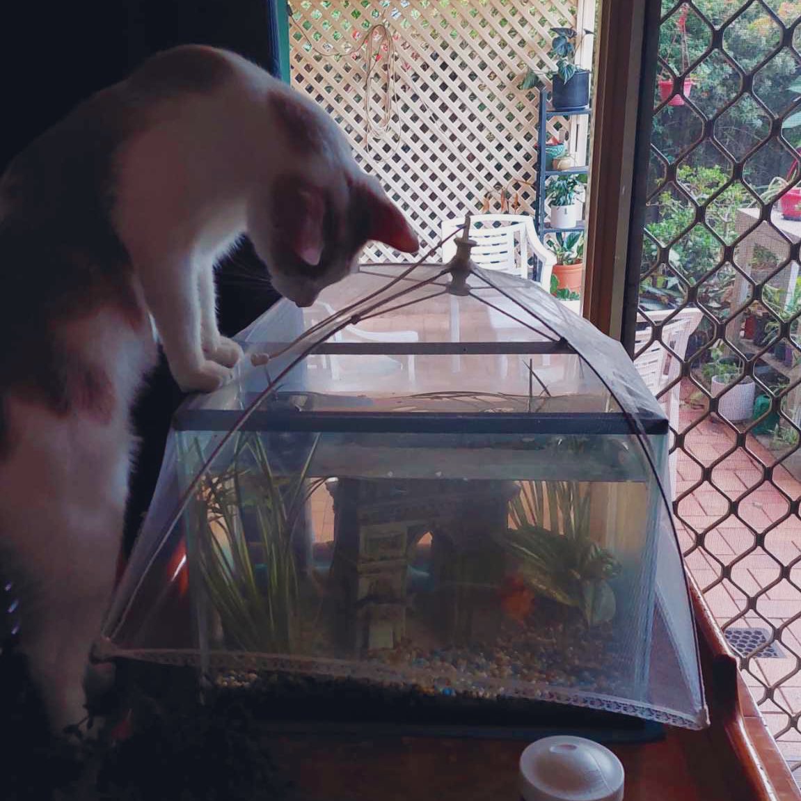 Billy was right, there are Fish in here!!! - Orville 🐟🐟🐟