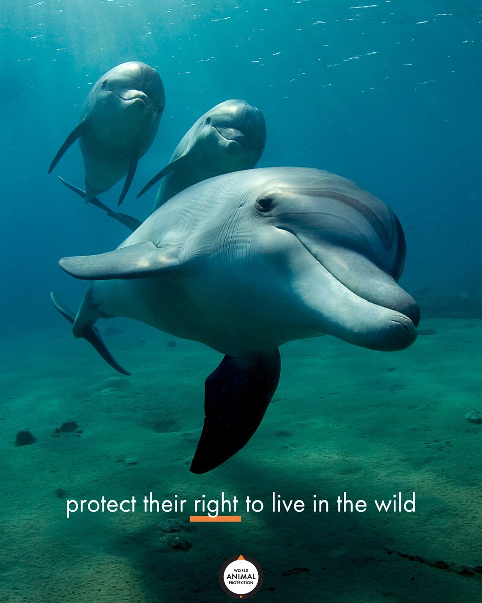 Dolphins don't belong in captivity. They should be in the ocean with their pods. 🧡