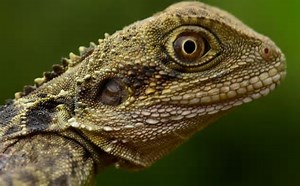 Here (should not) be dragons. A rogue Australian water dragon has been removed from Papaitonga Scenic Reserve near Levin. We would like to remind everyone not to dump unwanted pets on conservation land. Read more: bit.ly/4cEhpI8