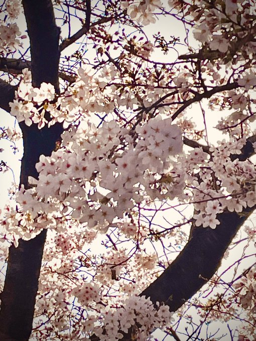 「桜 樹上」のTwitter画像/イラスト(新着)