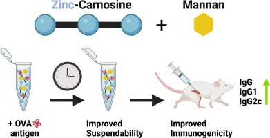 Congrats John and Nicole Rose on your shared 1st author pub! 'Enhancement of subunit vaccine delivery with zinc-carnosine coordination polymer through the addition of mannan' @ELSpharma @UNCPharmacy @DPMP_UNC authors.elsevier.com/sd/article/S03…