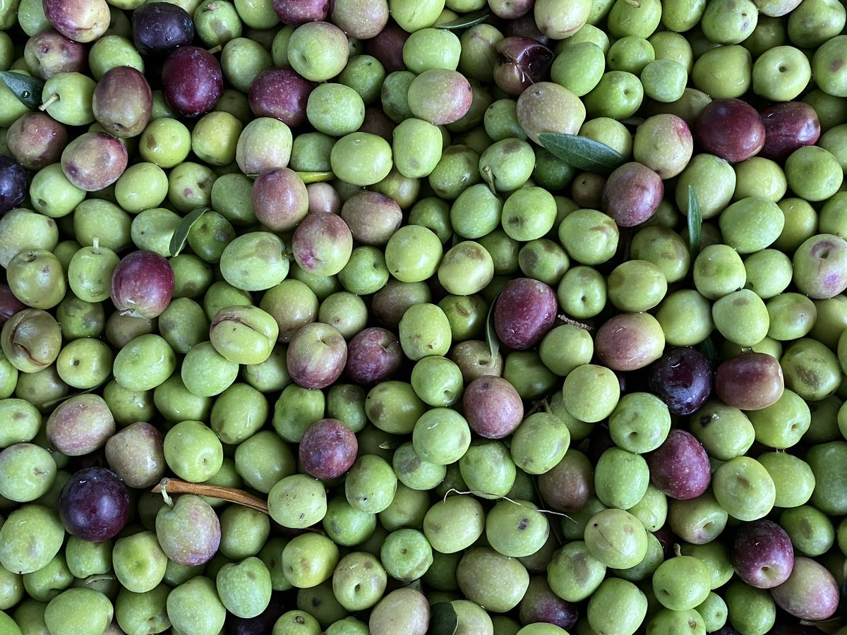 Empezó en #casupá una maravillosa #cosecha de #aceitunas para hacer maravillosos #aceitesdeolivavirgenextra y maravillosas #aceitunasdemesa y #patés #taggiasca #tosca #leolive #ilpate #toccodirosso #entroterra #rinconpandora agregando #calidad y #valor a los #aoves de #Uruguay 🇺🇾