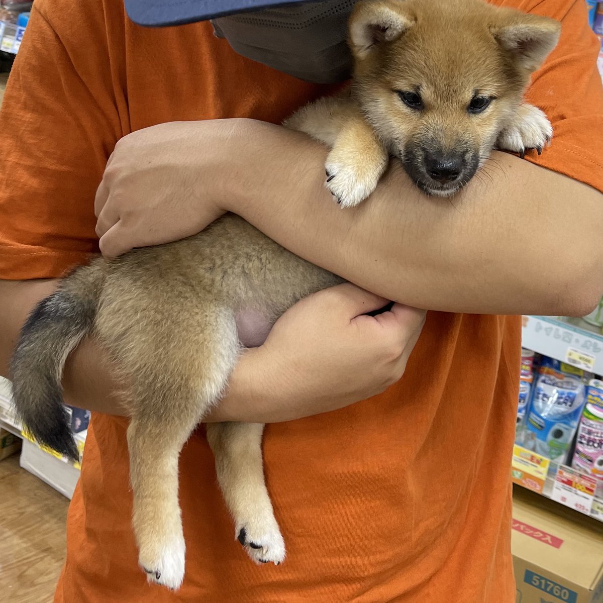 柴のつくし (@shiba_294) / X