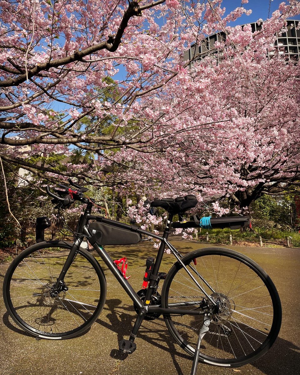 kaisendon's tweet photo. 自転車の乗る理由を何かつけるとしたら、まさにこれを見るためって言うんでしょうね。
国立劇場前は見事な桜でした。
#trek
#trekfx2
#クロスバイク
#puttering #ポタリング
#クロスバイクのある生活
#自転車通勤 https://t.co/b74G2d8JWH