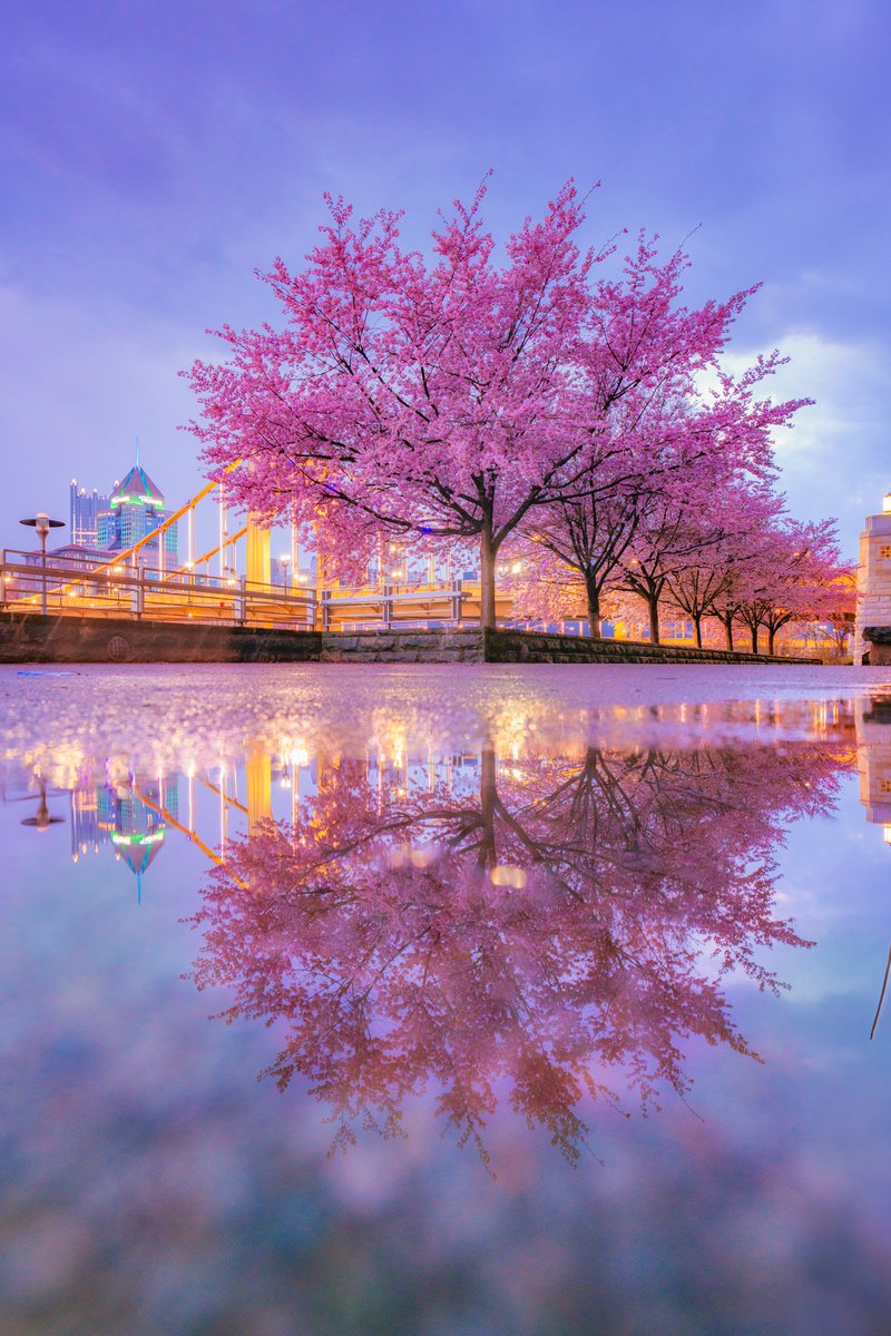 DaveDiCello's tweet photo. While the trees along the North Shore of #Pittsburgh are most popular during the daytime, I've always loved how they look when it starts to get dark as well.  This is a view from the weekend of those trees reflecting in a puddle, with some dramatic clouds in the background. https://t.co/JaKqGku4uf