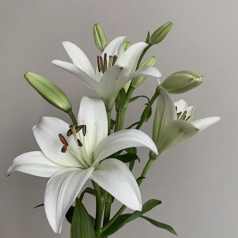 ItzKurtty's tweet photo. ☆ Flores favoritas: Lirios ☆ https://t.co/9pijWWeixw