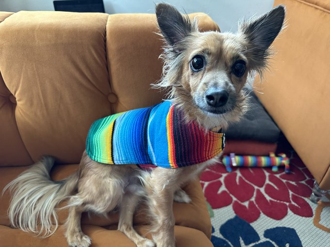 Petey is embracing his Mexican heritage today. https://t.co/9R6hg4XWHZ