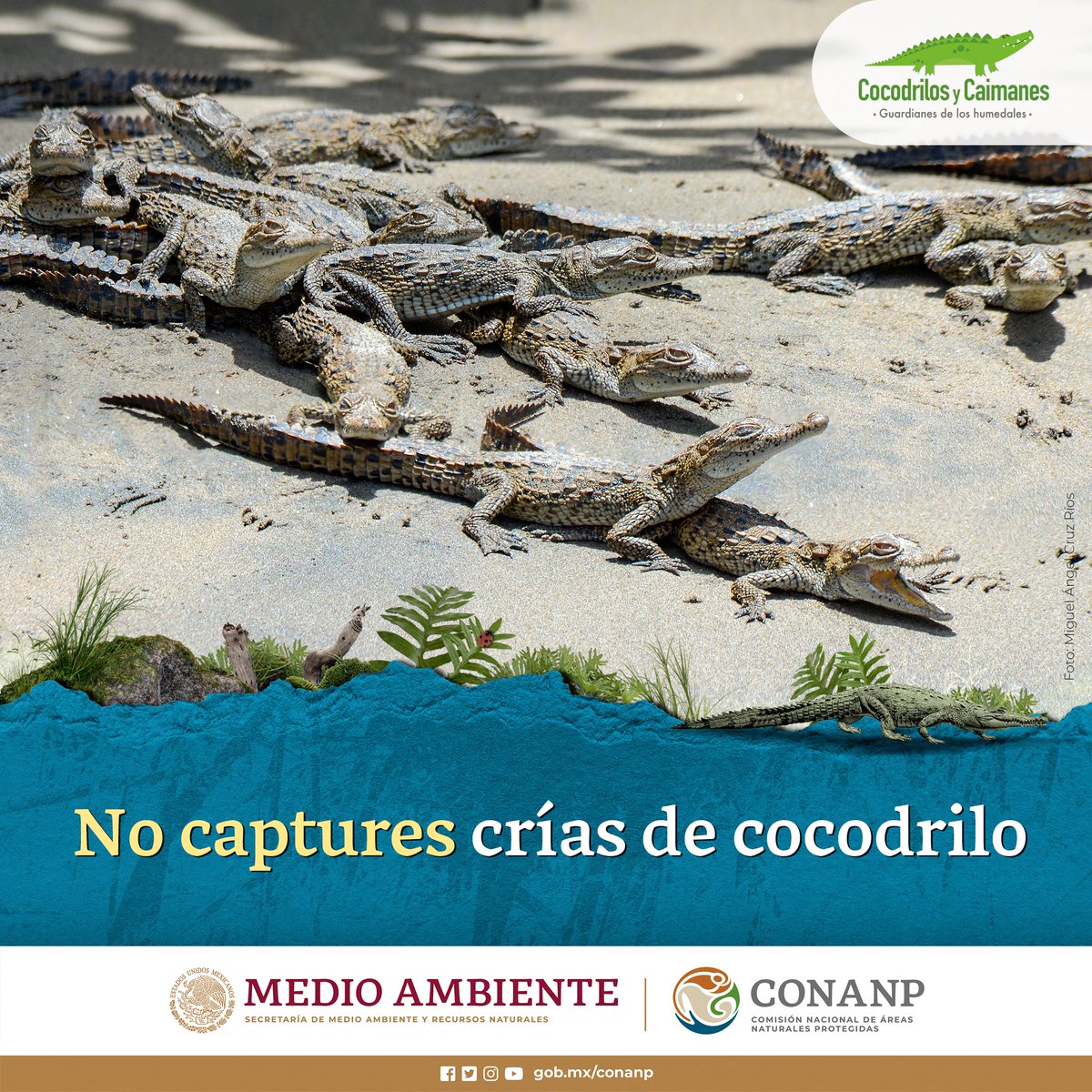 CONANP tweet media
