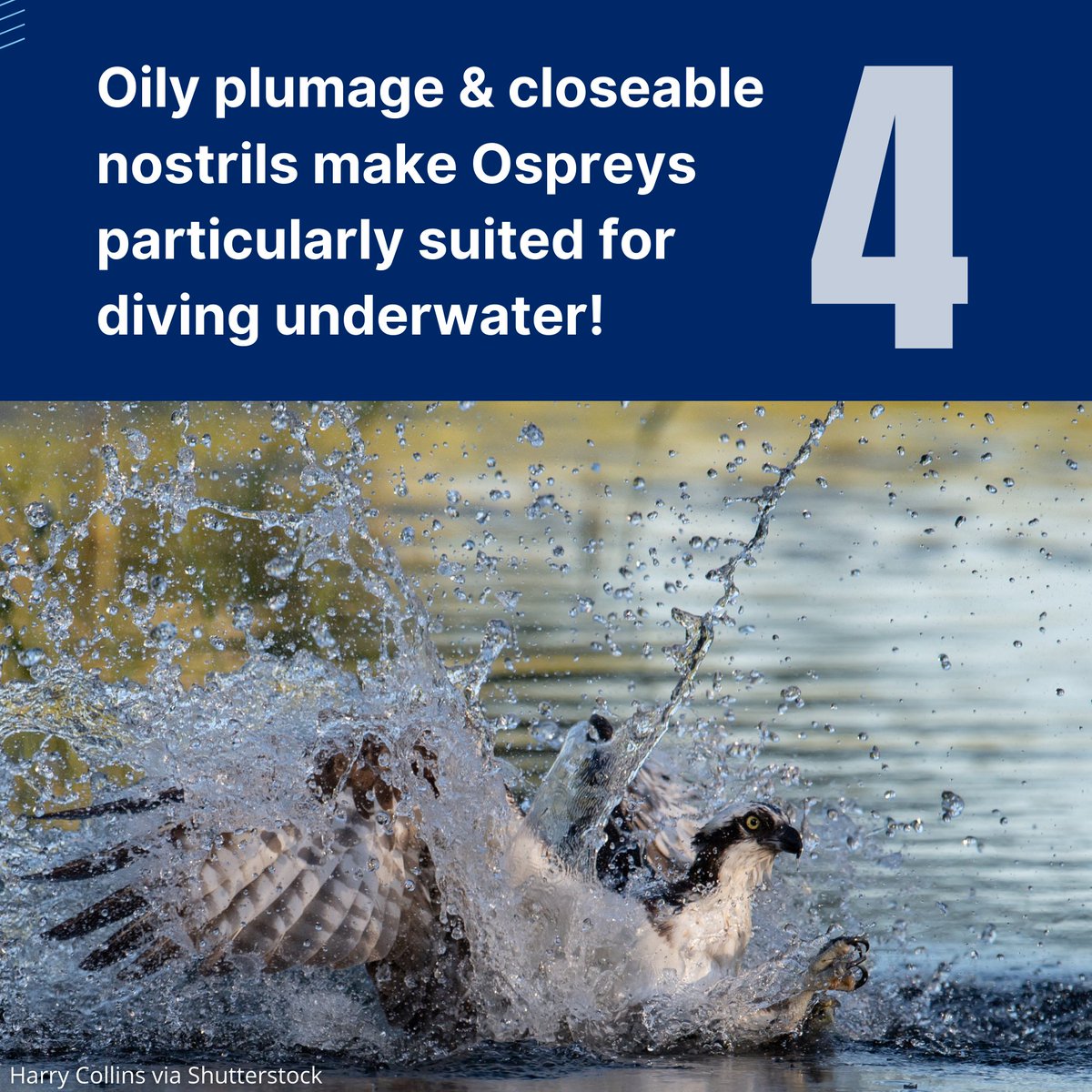ABCbirds's tweet photo. 🌊 Ospreys are built for diving! Closable nostrils keep water out during dives, & dense, oily plumage keeps feathers from getting waterlogged. Osprey eyes are adapted to detecting fish underwater from 130 feet in the air! 👀
#WorldOspreyWeek #OspreyFacts #Osprey https://t.co/XvzzZBbdGV