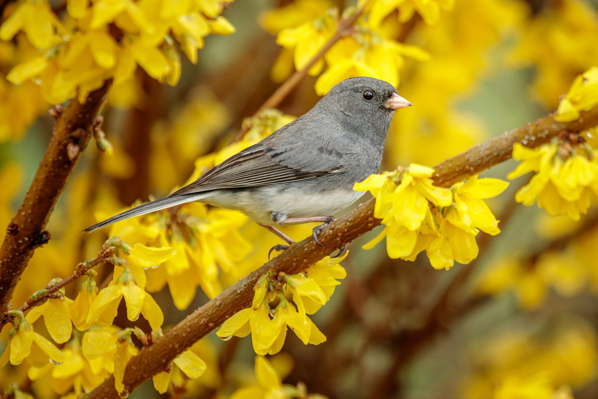 So Much Yellow . . . A Dark Eyed Junco perched in the blooming Forsythia after one of today's rain showers. Photographed with a Canon 5D Mark IV & 100-400mm f/4.5-5.6L lens +1.4x III. #spring #flowers #birdwatching #Juncos #birdphotography #teamcanon #canonusa